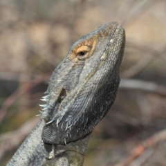 Pogona barbata (Eastern Bearded Dragon) at Acton, ACT - 4 Nov 2018 by TimL