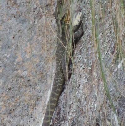 Intellagama lesueurii howittii (Gippsland Water Dragon) at Paddys River, ACT - 25 Oct 2018 by MichaelBedingfield