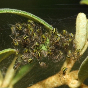 Araneidae (family) at Acton, ACT - 23 Oct 2018 01:42 PM