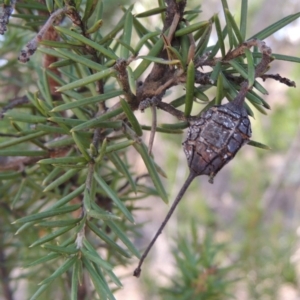 Grevillea juniperina at Greenway, ACT - 20 Aug 2018