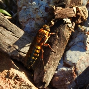 Catocheilus sp. (genus) at Aranda, ACT - 11 Nov 2018 07:39 AM