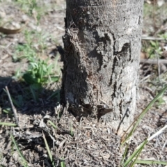 Papyrius nitidus (Shining Coconut Ant) at Jerrabomberra, ACT - 11 Nov 2018 by Mike