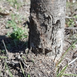 Papyrius nitidus at Jerrabomberra, ACT - suppressed