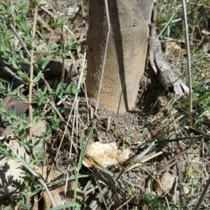 Papyrius nitidus at Jerrabomberra, ACT - suppressed