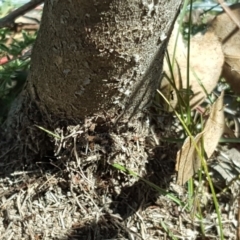 Papyrius nitidus at Jerrabomberra, ACT - suppressed