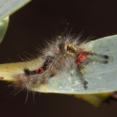 Lymantriinae (subfamily) (Unidentified tussock moths) at Acton, ACT - 23 Oct 2018 by Tim L