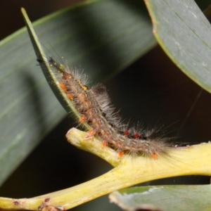 Lymantriinae (subfamily) at Acton, ACT - 23 Oct 2018