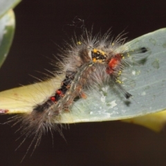 Lymantriinae (subfamily) at Acton, ACT - 23 Oct 2018