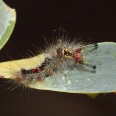 Lymantriinae (subfamily) at Acton, ACT - 23 Oct 2018