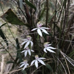 Caladenia moschata (Musky Caps) at Paddys River, ACT - 10 Nov 2018 by JasonC