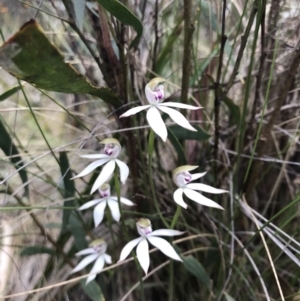 Caladenia moschata at Paddys River, ACT - suppressed