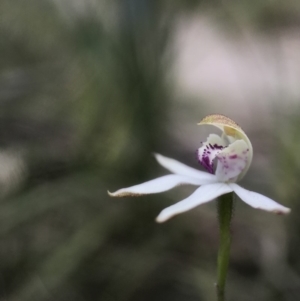 Caladenia moschata at Paddys River, ACT - suppressed