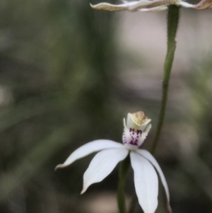 Caladenia moschata at Paddys River, ACT - suppressed