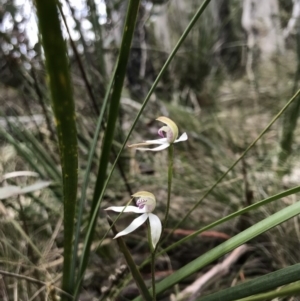 Caladenia moschata at Paddys River, ACT - suppressed