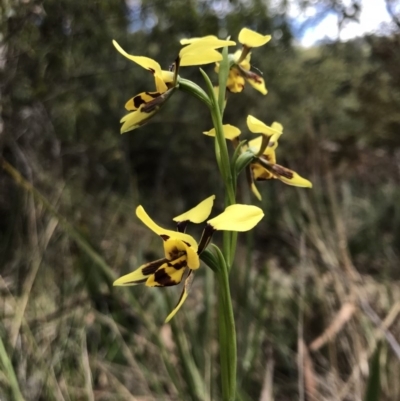 Diuris sulphurea (Tiger Orchid) at Paddys River, ACT - 10 Nov 2018 by JasonC