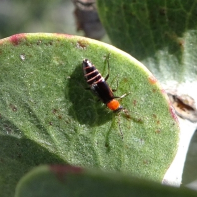 Carphurus sp. (genus) (Soft-winged flower beetle) at National Arboretum Forests - 11 Nov 2018 by JanetRussell
