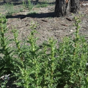 Sonchus asper at Symonston, ACT - 11 Nov 2018