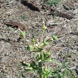 Sonchus asper at Symonston, ACT - 11 Nov 2018