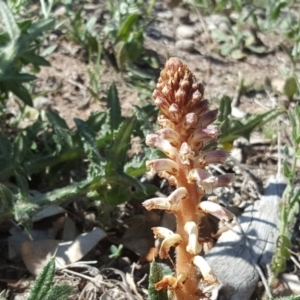 Orobanche minor at Symonston, ACT - 11 Nov 2018