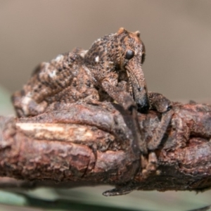 Orthorhinus cylindrirostris at Tharwa, ACT - 11 Nov 2018 01:50 PM