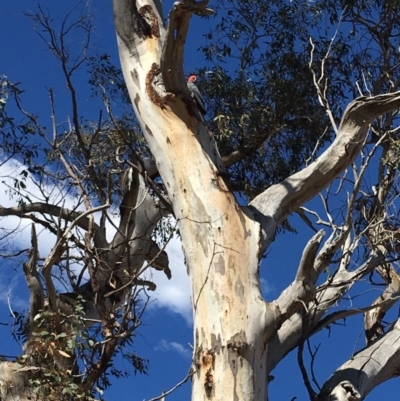 Callocephalon fimbriatum (Gang-gang Cockatoo) at Hughes, ACT - 11 Nov 2018 by KL