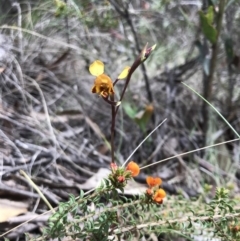 Diuris semilunulata (Late Leopard Orchid) at Paddys River, ACT - 10 Nov 2018 by JasonC