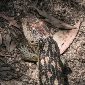 Tiliqua nigrolutea at Tharwa, ACT - 11 Nov 2018