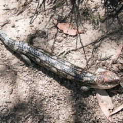 Tiliqua nigrolutea at Tharwa, ACT - 11 Nov 2018