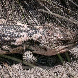 Tiliqua nigrolutea at Tharwa, ACT - 11 Nov 2018