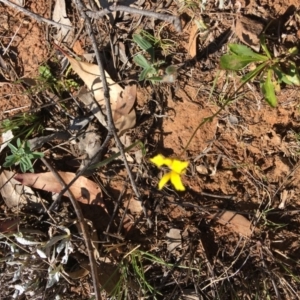 Goodenia pinnatifida at Red Hill, ACT - 11 Nov 2018 03:20 PM