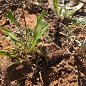 Goodenia pinnatifida at Red Hill, ACT - 11 Nov 2018 03:20 PM