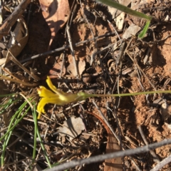 Goodenia pinnatifida at Red Hill, ACT - 11 Nov 2018 03:20 PM