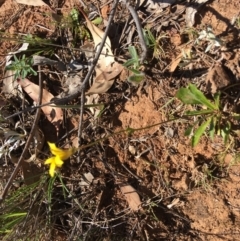 Goodenia pinnatifida at Red Hill, ACT - 11 Nov 2018