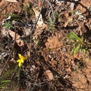 Goodenia pinnatifida at Red Hill, ACT - 11 Nov 2018