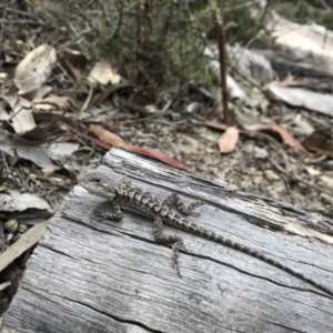 Amphibolurus muricatus at Paddys River, ACT - 10 Nov 2018