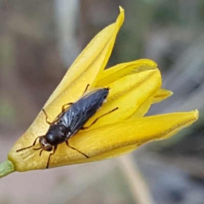 Inopus rubriceps (Sugarcane Soldier Fly) at Jerrabomberra, ACT - 10 Nov 2018 by Mike