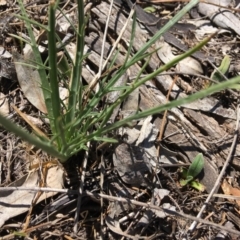 Eryngium ovinum (Blue Devil) at Hughes, ACT - 11 Nov 2018 by KL