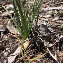 Eryngium ovinum at Hughes, ACT - 11 Nov 2018