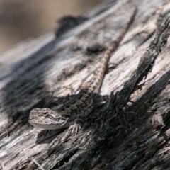 Amphibolurus muricatus (Jacky Lizard) at Tharwa, ACT - 11 Nov 2018 by SWishart