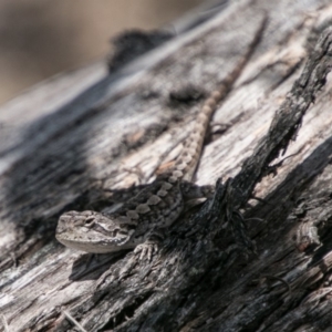 Amphibolurus muricatus at Tharwa, ACT - 11 Nov 2018