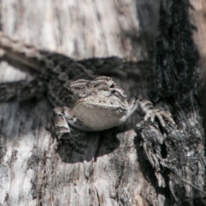 Amphibolurus muricatus at Tharwa, ACT - 11 Nov 2018