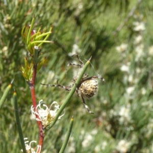 Backobourkia sp. (genus) at Molonglo Valley, ACT - 11 Nov 2018 11:00 AM