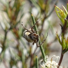 Backobourkia sp. (genus) at Molonglo Valley, ACT - 11 Nov 2018 11:00 AM