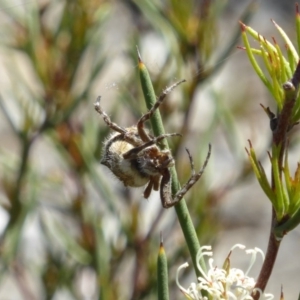 Backobourkia sp. (genus) at Molonglo Valley, ACT - 11 Nov 2018 11:00 AM