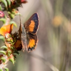 Paralucia aurifera (Bright Copper) at Tharwa, ACT - 10 Nov 2018 by SWishart