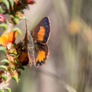 Paralucia aurifera at Tharwa, ACT - 11 Nov 2018