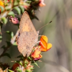 Paralucia aurifera at Tharwa, ACT - 11 Nov 2018