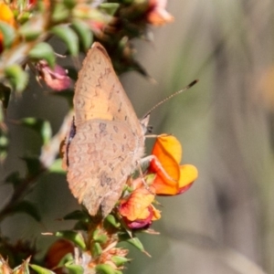 Paralucia aurifera at Tharwa, ACT - 11 Nov 2018 10:39 AM