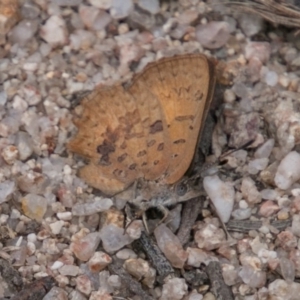 Paralucia aurifera at Rendezvous Creek, ACT - 11 Nov 2018