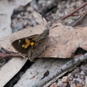 Trapezites phigalioides at Tharwa, ACT - 11 Nov 2018